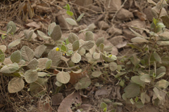 Blumea eriantha